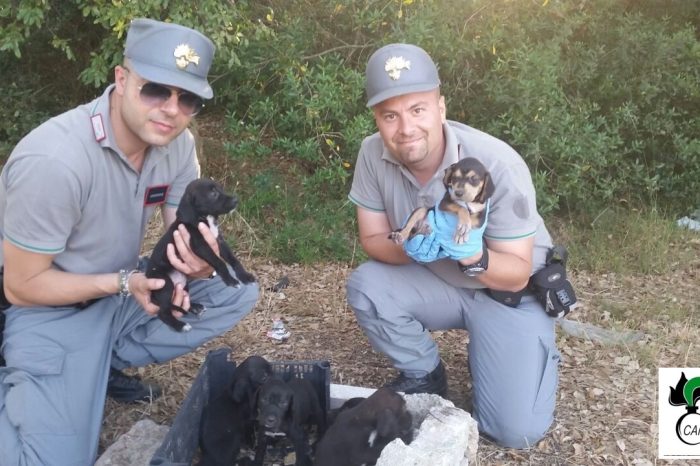 I Carabinieri Forestali contro il traffico illecito di animali da compagnia