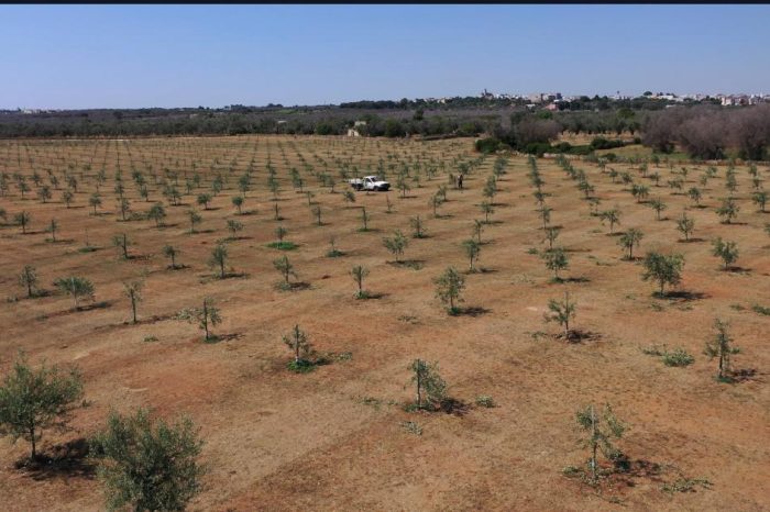 Le imprese di Puglia riforestano il Salento, 5000 nuovi alberi in 5 mesi