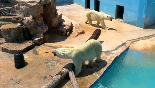 Fasano: l’appello disperato e la petizione per liberare gli orsi polari dallo zoo
