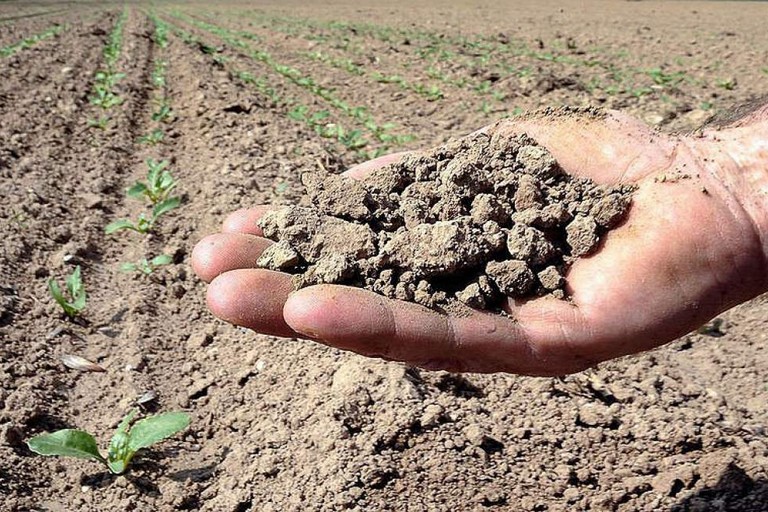 Siccità in Puglia: campi di grano a rischio e futuro incerto