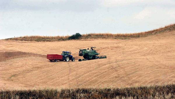 Puglia: dal Fondo grano duro ottanta milioni di euro per aumentare l'autosufficienza