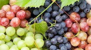 Uva da vino, CIA Puglia: “Qualità eccellente, no alle speculazioni”