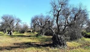 Scoperto un potenziale rimedio contro la Xylella!