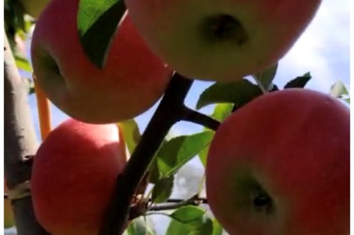 Al via con la raccolta delle mele in Puglia, 4,5 mln di kg nel 2022, in aumento del +5%