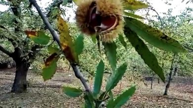 Castagne in Puglia danneggiate dal cinipide galligeno