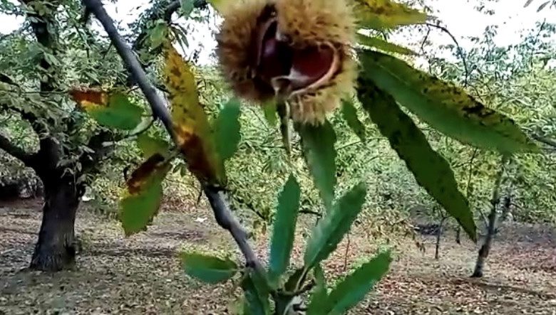 Castagne in Puglia danneggiate dal cinipide galligeno