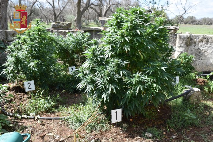 Cutrofiano: coltivava marijuana, arrestato il proprietario del terreno