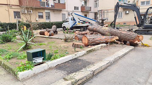 Alberi pericolosi abbattuti dopo 15 anni