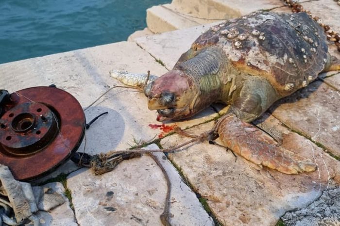 A Barletta il killer che uccide le tartarughe marine
