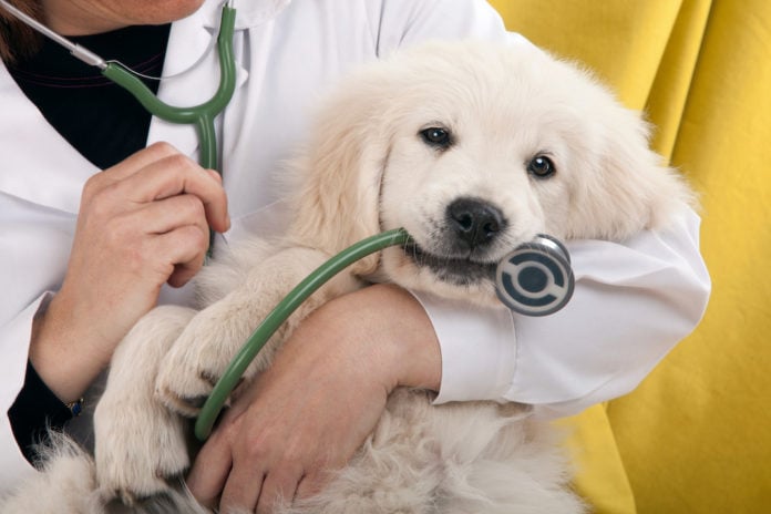 Martina Franca - bando per la presentazione delle domande di sterilizzazione dei cani padronali