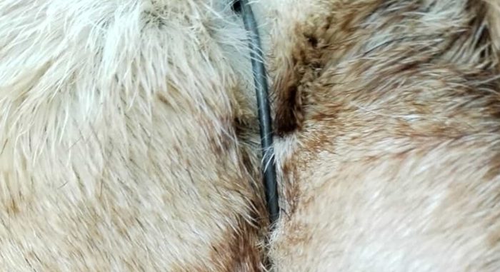10.000€ di ricompensa per inchiodare il responsabile della morte di un cane strangolato con un cavo d'acciaio