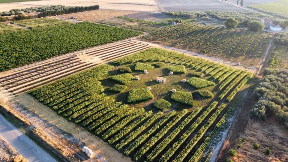 Vàzapp’ in Giappone