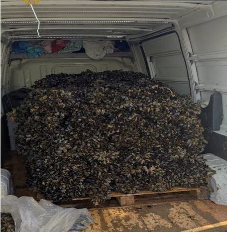 Erano pronte per arrivare sulle tavole dei tarantini: 1.500 kg di cozze erano nocive