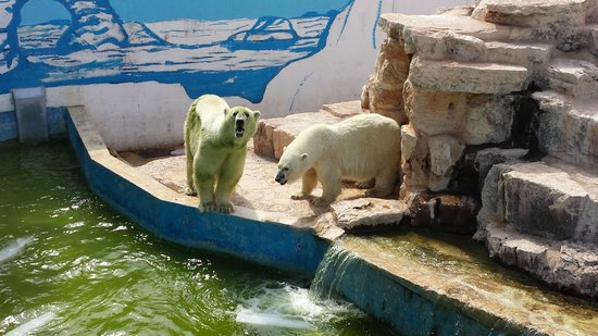 Giornata Mondiale dell'Orso Polare - perché due orsi polari rinchiusi nello zoo di Fasano in Puglia