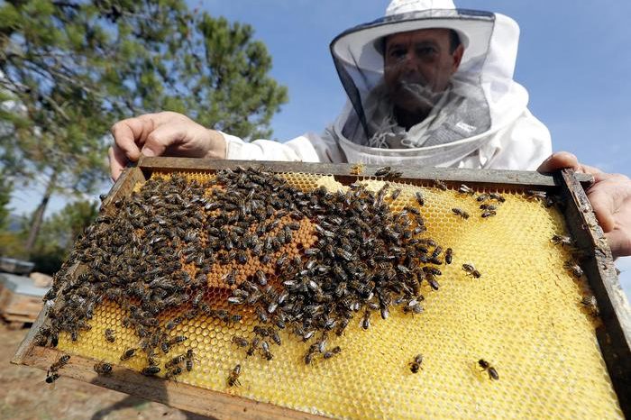 Crollo della produzione di miele in Puglia