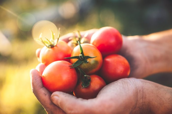 Coldiretti Puglia, urge stretta per accordo sul prezzo dei pomodori