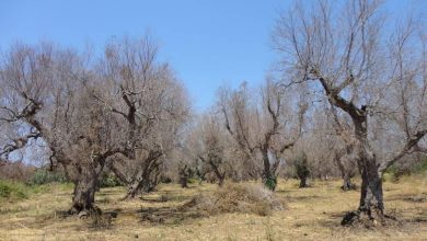 Xylella in Puglia
