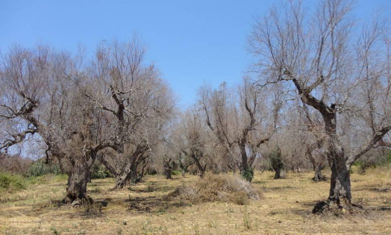 Xylella in Puglia