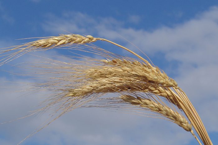 Quotazioni basse del grano duro, a rischio la produzione italiana