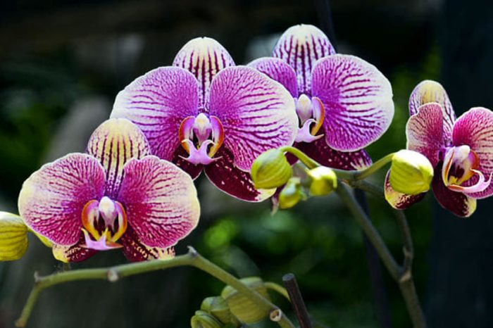 Al via Orchidays nel fiore di Mattinata, il Festival delle orchidee