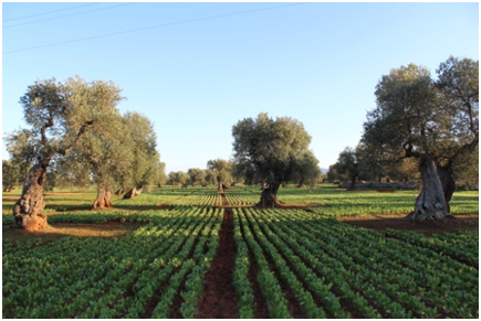 La Puglia è bio