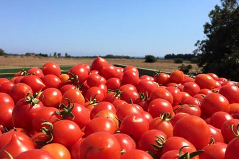 Pomodoro: Coldiretti Puglia chiede una stretta per salvare il settore