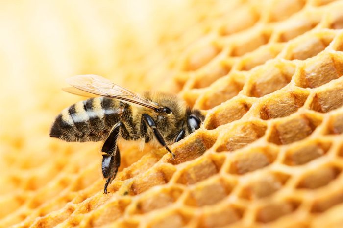 Le api: piccoli eroi che fanno la differenza per il nostro pianeta