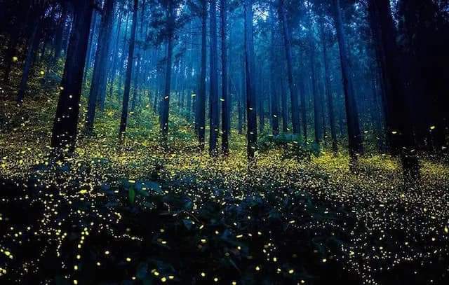 Le lucciole che illuminano il querceto al tramonto, uno spettacolo magico e fiabesco