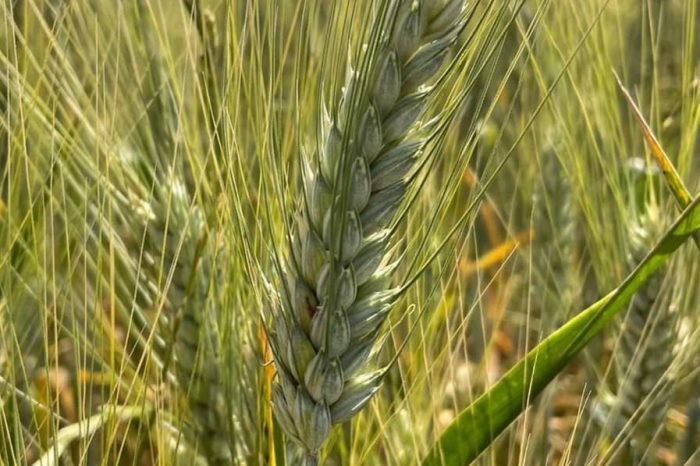 Puglia la raccolta del  grano duro nel 2022 è stata la più bassa degli ultimi dieci anni