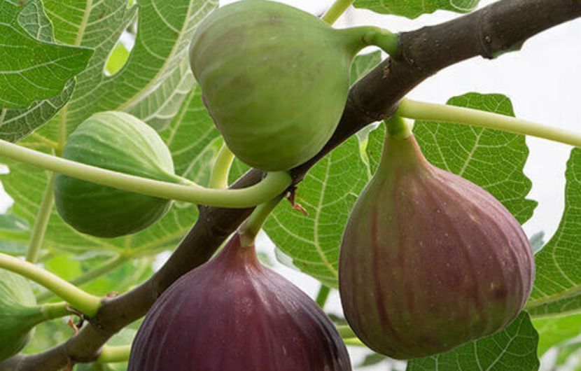 Fichi e fioroni a Pezze di Greco il 23 giugno per scoprire le meraviglie dei fichi, simboli di resilienza e fertilità della Puglia.