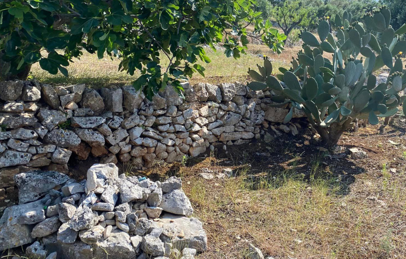 Pezze di Greco Fichi e Fioroni: Il Nettare Della Puglia il 23 giugno 