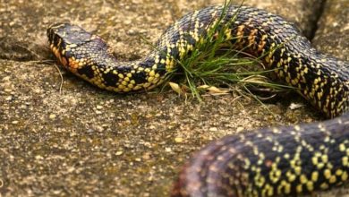 Serpente Biacco a Foggia in Piazza