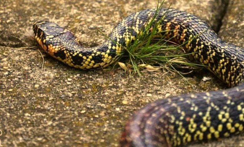 Serpente Biacco a Foggia in Piazza
