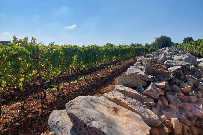Valle d'Itria: vini premiati e territorio valorizzato