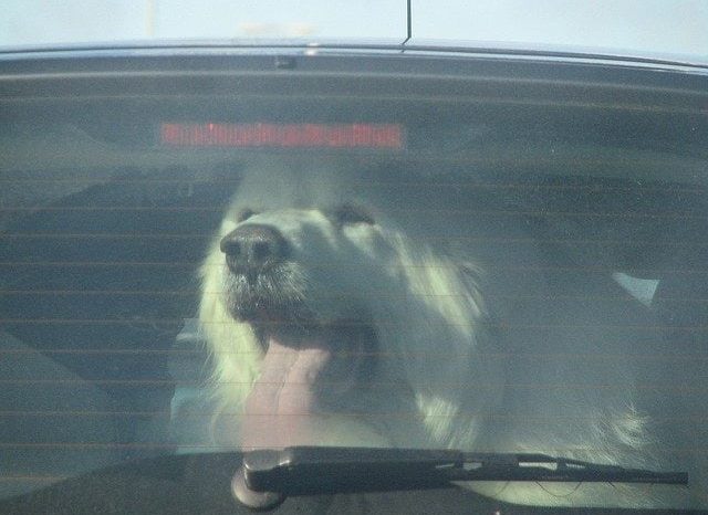 Lascia il cane in auto al sole e va al mare, proprietaria denunciata