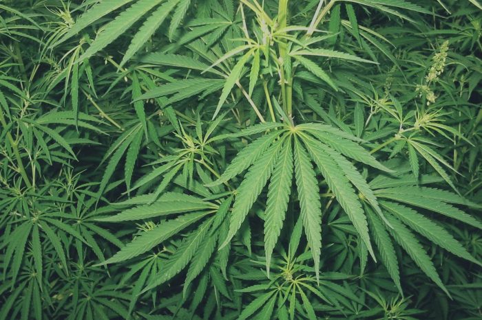 Smantellata una base di produzione di marijuana: sequestrati oltre 900 kg di droga