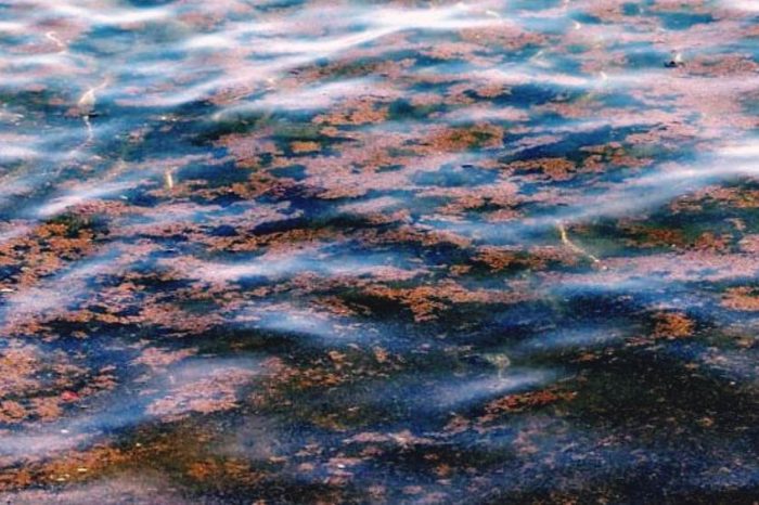 Torna l'alga tossica sulle coste del Basso Adriatico: segnalati casi di Ostreopsis ovata a San Giorgio, Santo Spirito e Giovinazzo