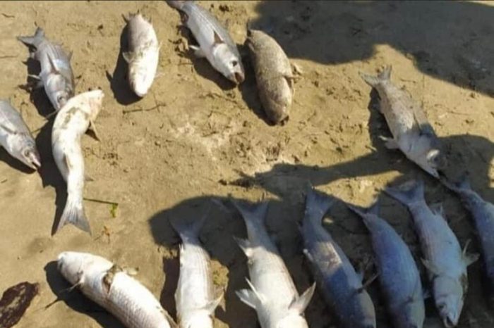 Moria di pesci ricoprono il litorale di levante barlettano