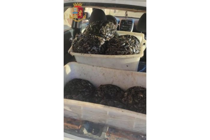Sequestrati 100 kg di cozze nere: Contrastata la vendita illegale di mitili in zona "Galeso"