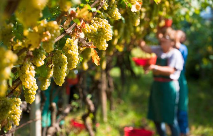 Preoccupazioni tra i viticoltori per la vendemmia 2023: Il PD Lizzano lanciato un appello al Ministro Lollobrigida