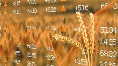 Grano: Coldiretti Puglia celebra i nuovi dazi sul frumento russo, una misura vitale per le aziende agricole locali. Scopri come questi dazi protegger