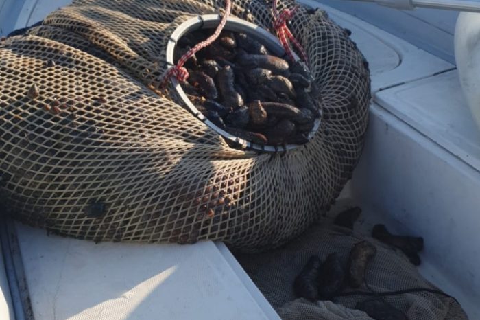 Duro colpo alla pesca di frodo: 150 Kg di oloturie restituite al mare