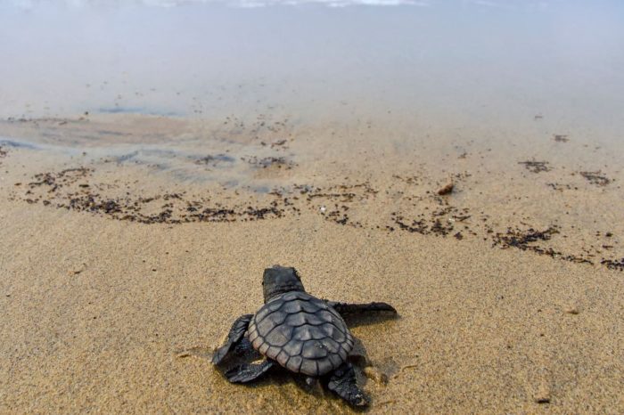 Taranto: tragico destino per tartarughe caretta caretta nel Mar Grande
