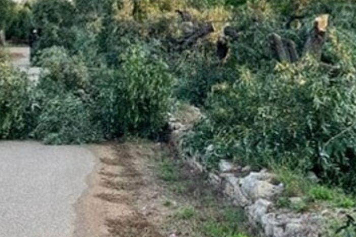 Bari: Ulivi selvaggiamente tagliati e sfregiati, l'agricoltura del Barese sotto assedio