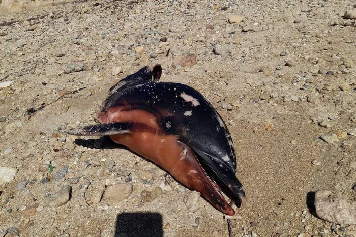 Tragica scoperta sulla spiaggia di Taranto: Un delfino trovato morto