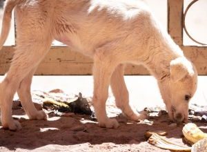 Orta Nova Trasforma Incubo