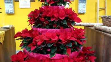 Stelle di Natale Pugliesi