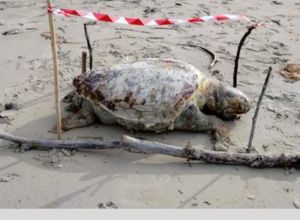 Tartaruga Marina Gigante