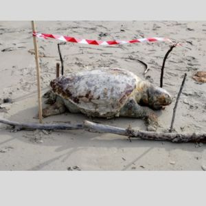 Allarme fauna marittima: imponente tartaruga spiaggiata a San Cataldo