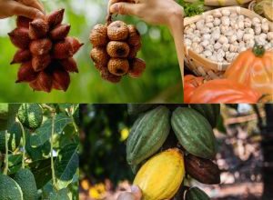 Coltivazione Illegale Scoperta in Puglia